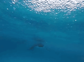 Group of Manta Rays Approaches Free Diver in Maldives