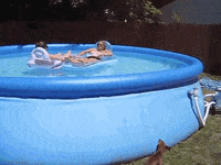 americas funniest home videos GIF by AFV Pets