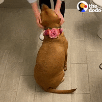 Work From Home Pets GIF by The Dodo