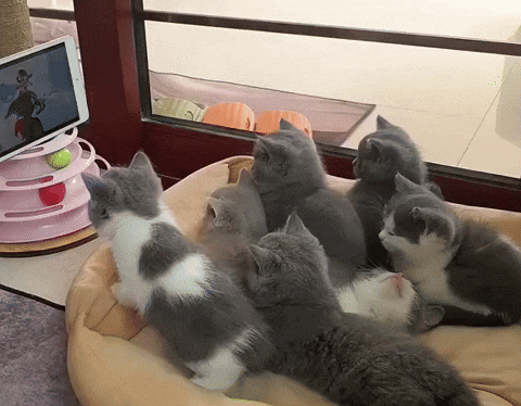 cuteanimalland giphyupload GIF