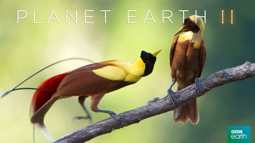 planet earth love GIF by BBC Earth