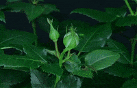 roses GIF