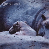 Baby Africa GIF by Nature on PBS