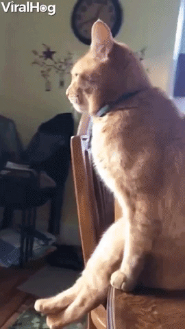 cat sitting GIF by ViralHog