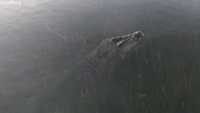 Saltwater Crocodile Slowly Disappears