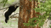yellowstone GIF by National Geographic Channel