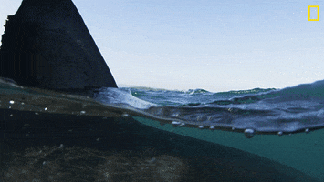 Nat Geo Ocean GIF by National Geographic Channel