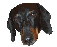 sausage dog Sticker by beangoods