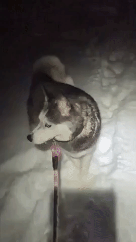 Dogs Trudge Through Flagstaff Snow as Wintry Weather Continues in Northern Arizona