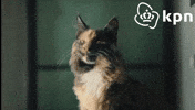 KPNWebcare cat vibing smug wifi GIF