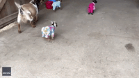 Kidding Around! Pajama-Clad Baby Goats Take Energetic Tour of Maine Farm