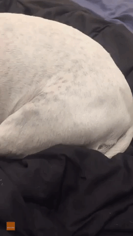 Dog Has Funny Reaction to Getting Playfully Spanked