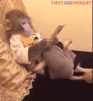 monkey GIF by FirstAndMonday