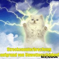 unsereoebb cat katze oebb weltkatzentag GIF