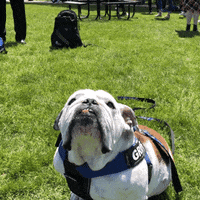 DrakeUGriff mascot drake bulldog iowa GIF