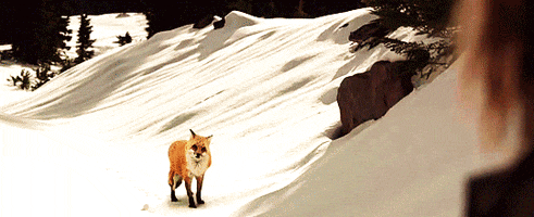 reese witherspoon GIF