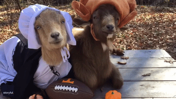Tennessee Goats Ready for Thanksgiving and Footbaaa