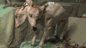La Salle Art GIF by jorgemariozuleta