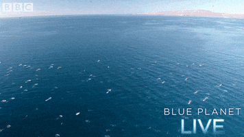 bbc one blue planet 2 GIF by BBC