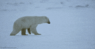 polar bear GIF