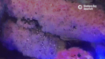 Anemone Fluorescence GIF by Monterey Bay Aquarium