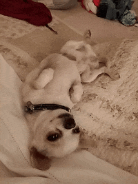 ms mundo GIF