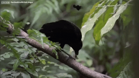 karlapinkfireprince giphygifmaker lemme smash be the stick GIF