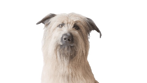 Dog What Sticker by Vínculo Norte