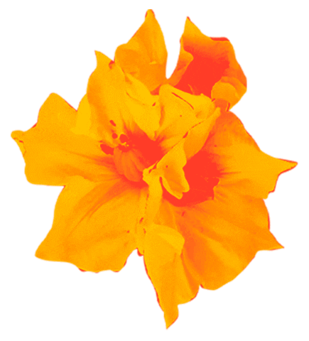 elcorraloficial colombia flores dia de la independencia 20 de julio Sticker