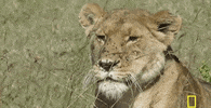 GIF by National Geographic Channel