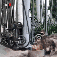 One Minute What GIF by TRT