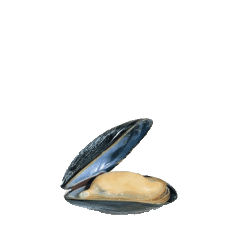 Mussel Sticker by Brasserie de Haven