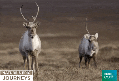 Moose Caribou GIF by BBC Earth