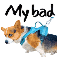Sorry Corgi Sticker