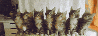 nodding GIF by Cheezburger