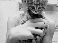 cat GIF