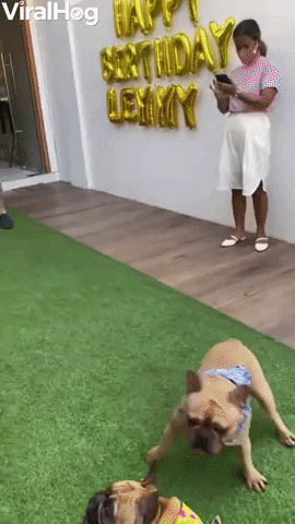 French Bulldogs Bounce Around With Balloon GIF by ViralHog