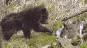 natgeochannel nat geo yellowstone yellowstone live predator baby boom GIF