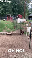 Goat Pushes Its Luck Jumping Fence 