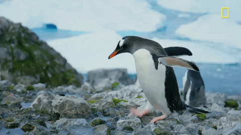 nat geo penguin GIF by National Geographic Channel
