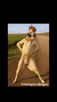 Dog Twerk GIF