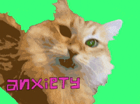 Freak Out Cat GIF