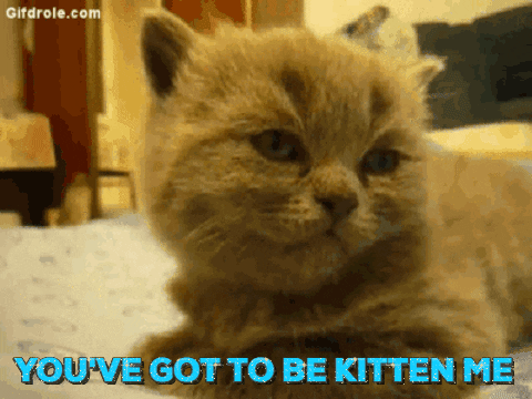 kitten me GIF