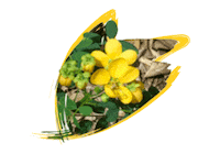 Endangered Species Australia Sticker by NSW Department of Planning, Industry and Environment
