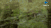 Happy Fun GIF by MolaTV