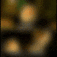 Penguins Of Madagascar Rico GIF