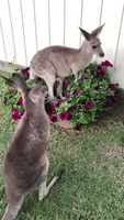 Kangaroo Hilariously Scolds Sister