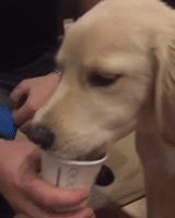 Delighted Dog Enjoys a Puppucino