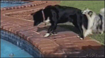 dogs GIF