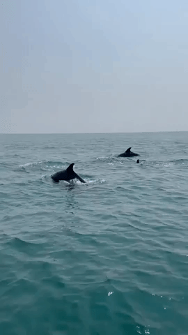 Pod of Dolphins Breach Waters Off Myrtle Beach